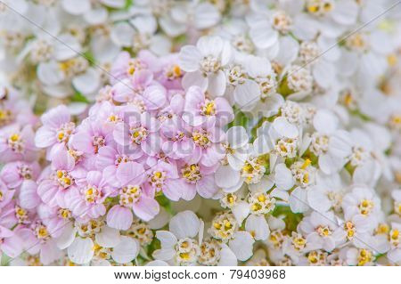 White And Pink Yarrow (Achillea) Flowers Close-up