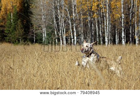 Labrador in Field
