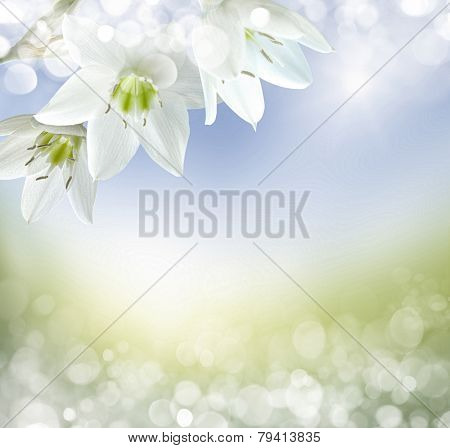 Beautiful Lily Flowers Border 