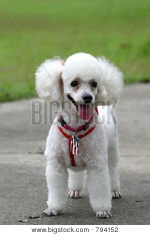 Puddelhund