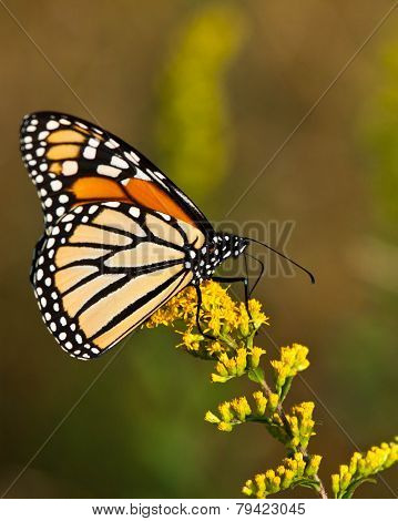 Monarch Butterfly