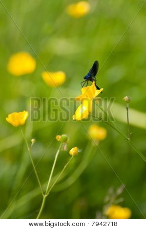 줄무늬 Demoiselle