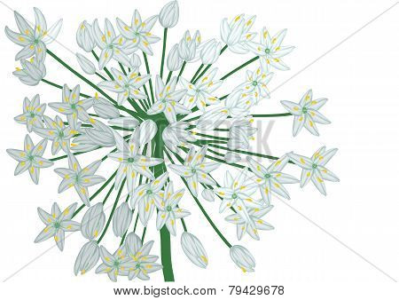 Allium On White
