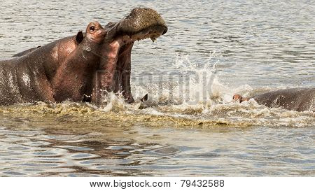 Male hippopotamus fighting with open mouth