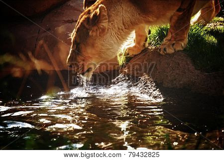 Lioness drinking water