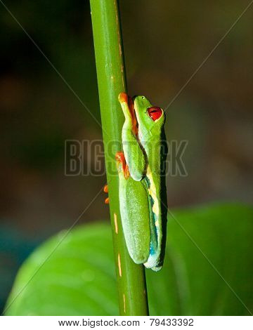 Red eyed leaf frog