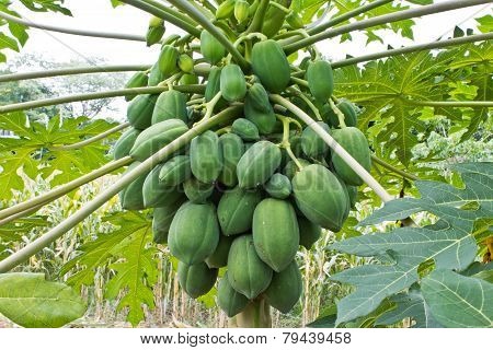 papaya