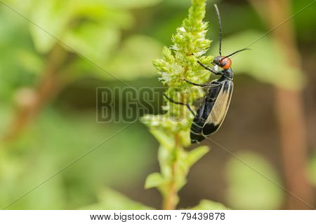 Striped Blister Beetles