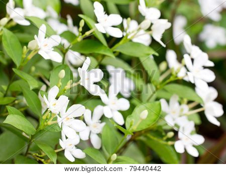 Wringhtia Antidysenterica R.br.