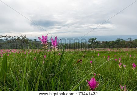 Siam Tulip Field