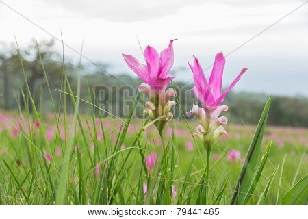 Siam Tulip Field