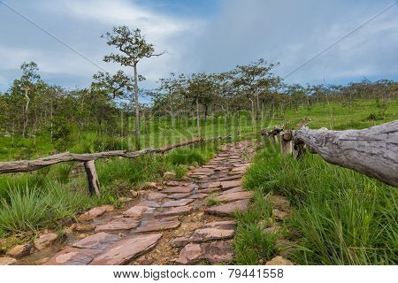 Road In Forest