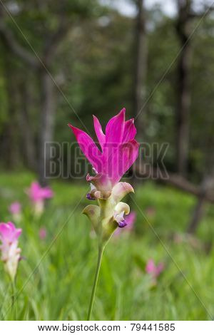 Siam Tulip Field