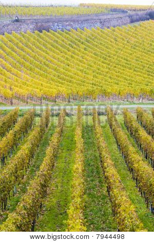 wineyards