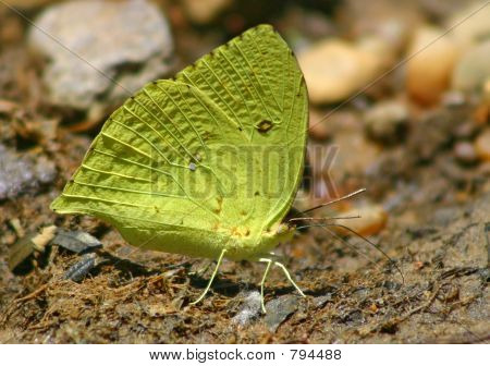 Ciprina kelebek