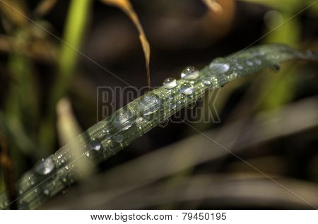 Wet Blade of Grass