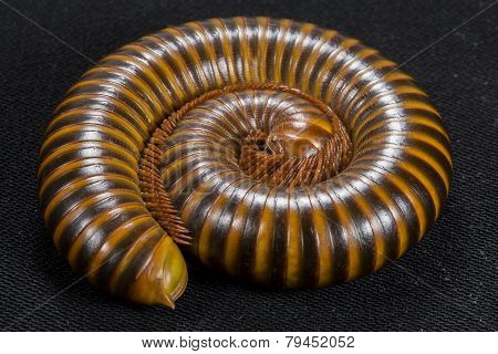 millipede