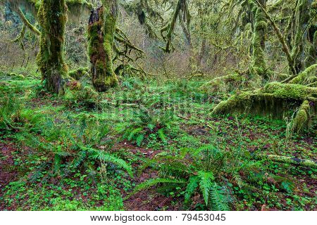 Tree covered by green lichen and fren in Olympic national park