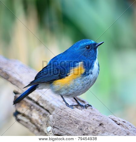 Male Himalayan Bluetail