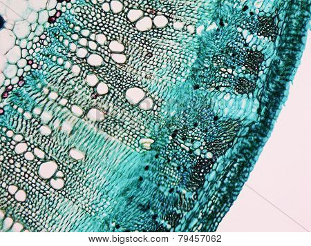 Cotton Stem Micrograph