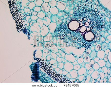 Cucurbita Stem Micrograph