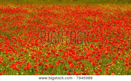 Coquelicots