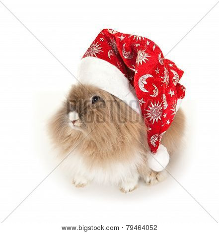 Lionhead rabbit in the New Year hat.
