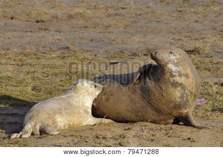 Atlantic Grey Seal