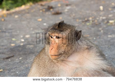 Monkey