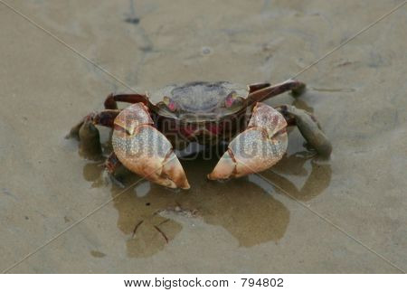 Krab