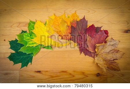 Life circle of a leaf, autumn colors, nature