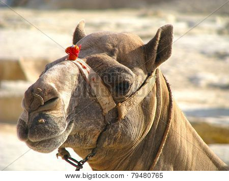 African camel in  Egypt