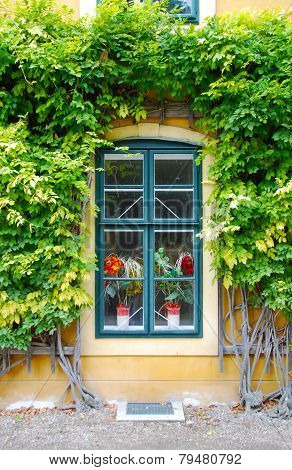 Window