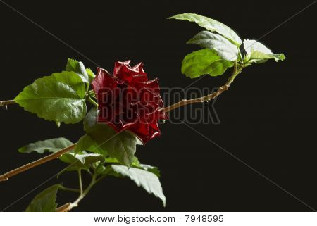 Red Rose On A Black Background