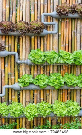 Hydroponic Vertical Gardening