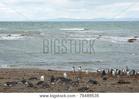 Penguin Colony at Punta Arenas