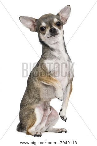 Chihuahua, 3 ans vieux, sur pattes, en face de fond blanc