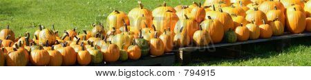 una fila de calabazas