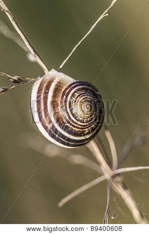 snail