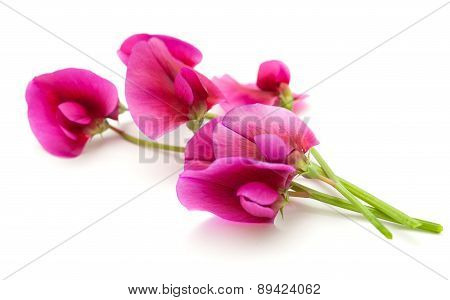 Flora Of Gran Canaria