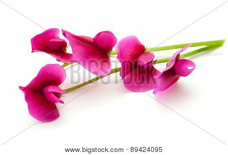 Flora Of Gran Canaria