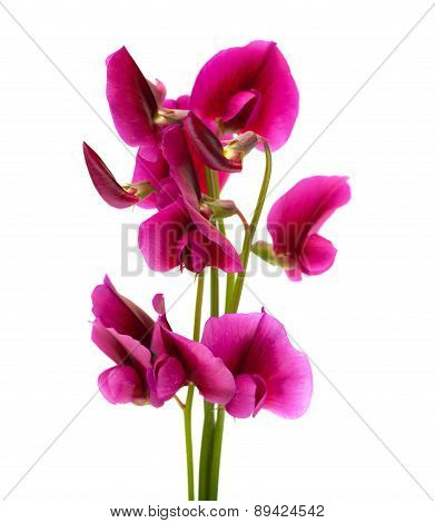 Flora Of Gran Canaria