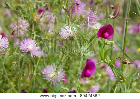 Flora Of Gran Canaria