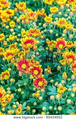 Autumn Bright Colored Chrysanthemum Flowers As Background