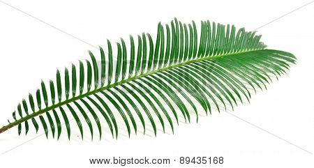 Green leaf of sago palm tree isolated on white