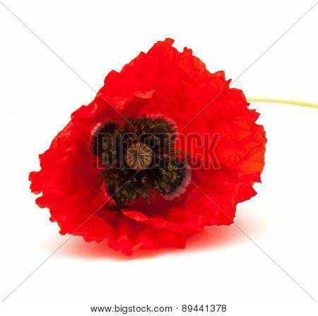 Bring Red Poppy On White Surface
