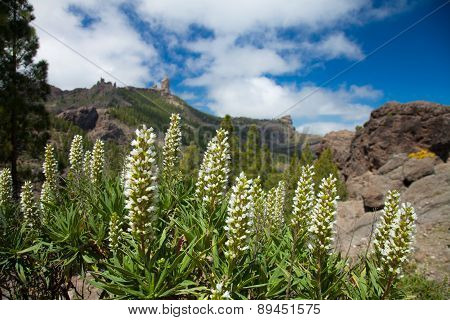 Flora Of Gran Canaria