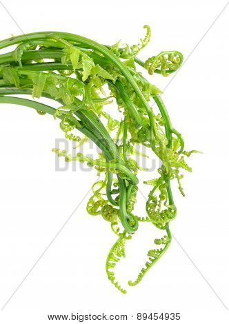 Fern Shoot Isolated On The White Background