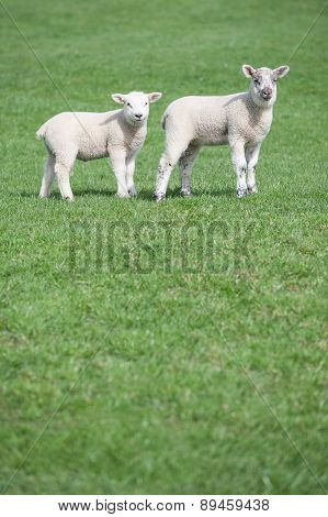 Two young lambs in field