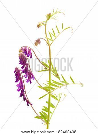 Fodder Vetch